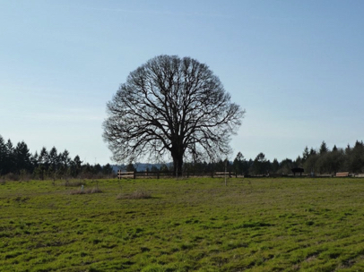 Elder Oak in distance